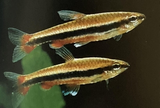 Un couple de nannostomus beckfordi ou poissons crayon
